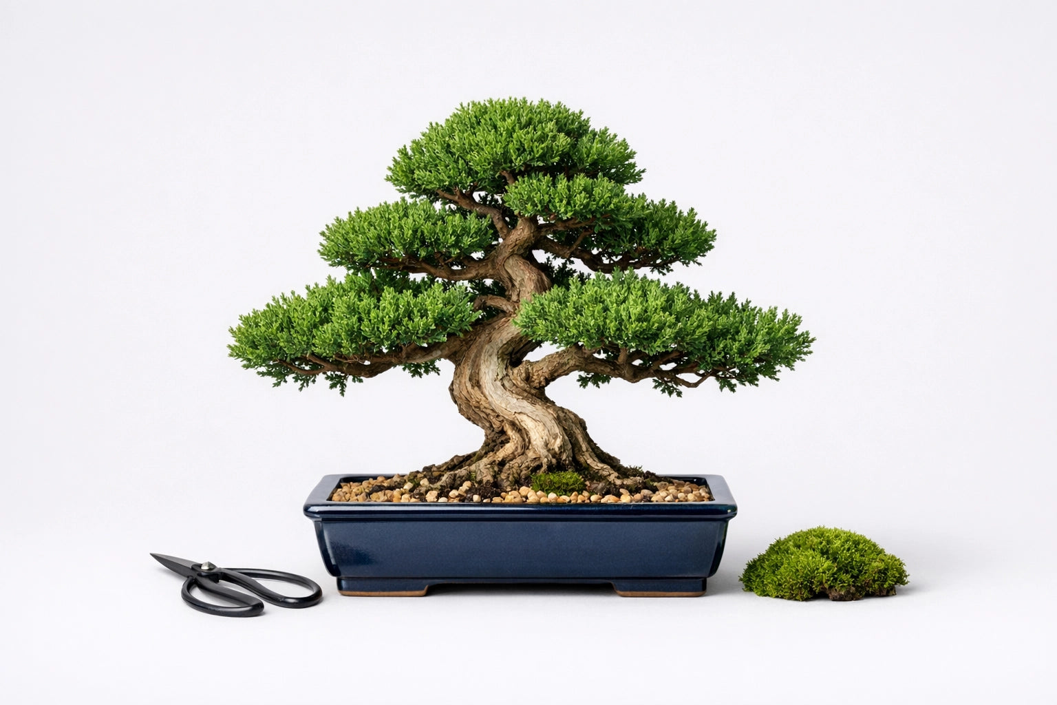 Bonsai