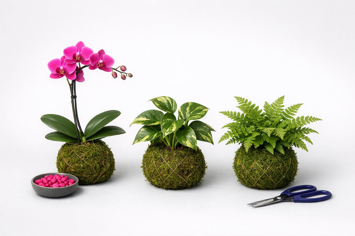 Kokedama