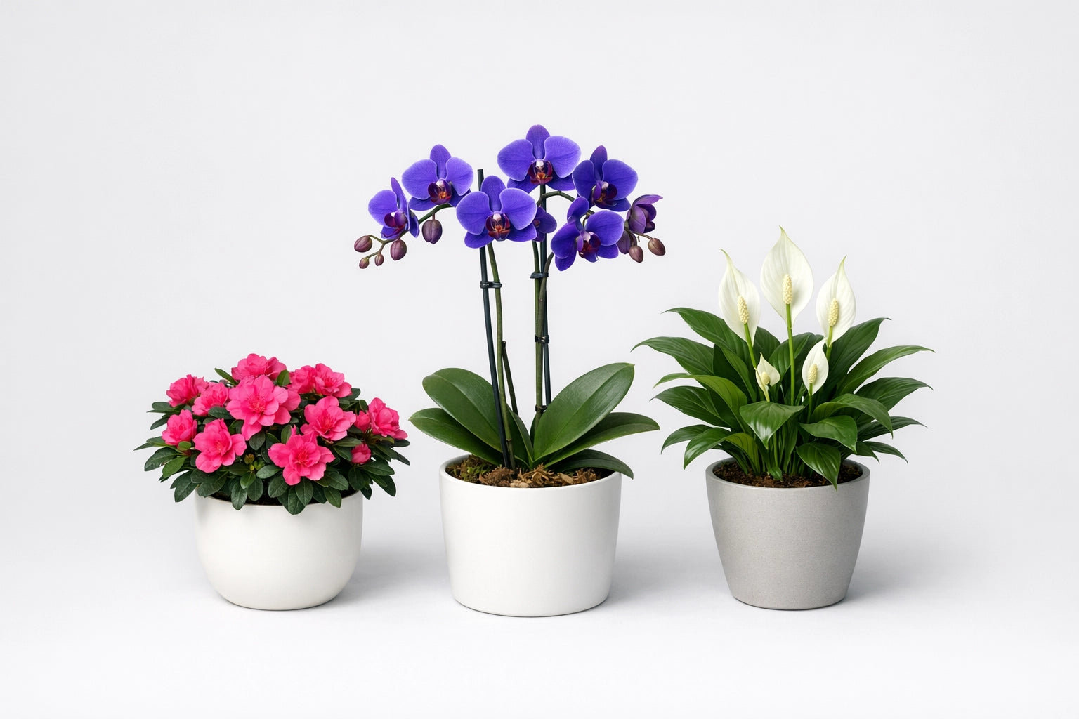 Piante da fiore da interno