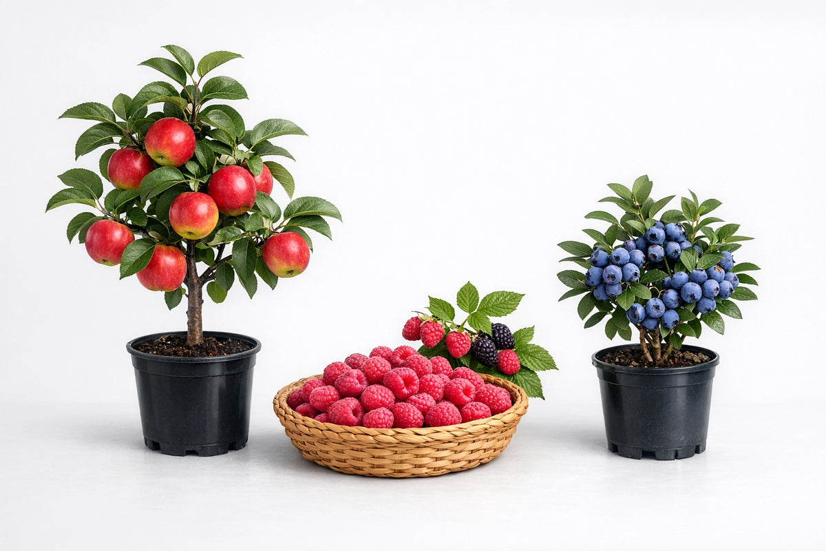 Piante da frutto