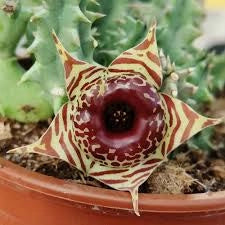 pianta HUERNIA ZEBRINA STAPELIA VASO 8