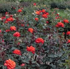 Rosa Barni Wildfire – Rosa Rifiorente dai Fiori Rosso Fuoco Intensi e Profumati