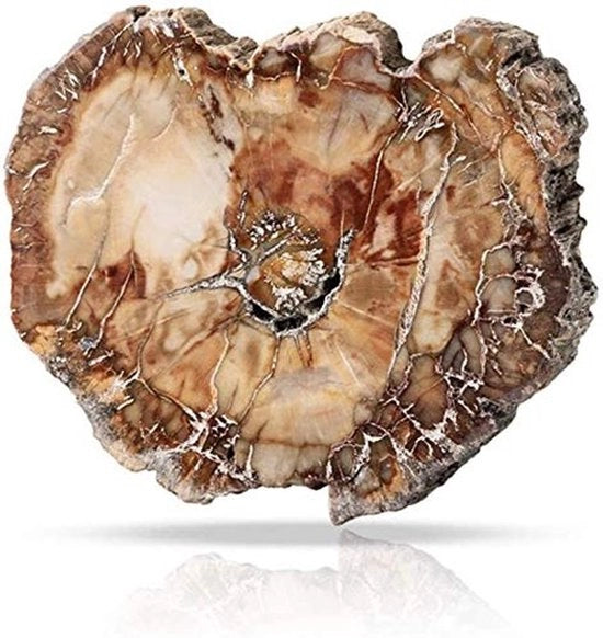 Ornamento di Legno Fossile - Materiale Educativo - Decorazione - Pezzo Unico - 7cm-9cm