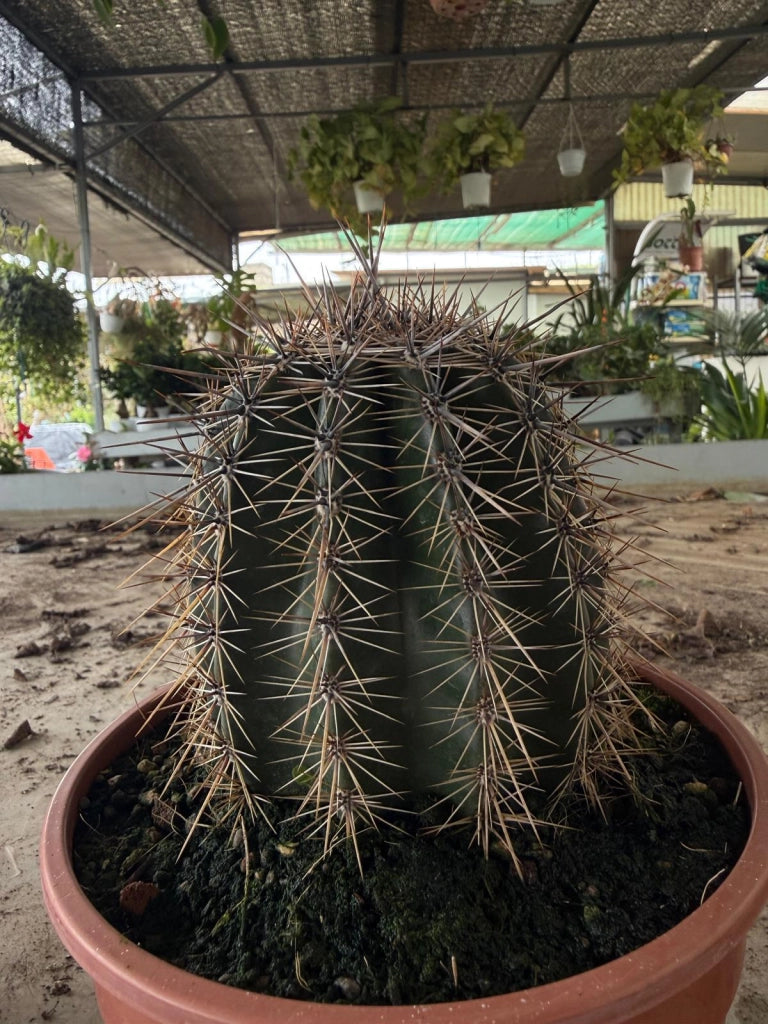 Cactus Saguaro (Carnegiea gigantea) in vaso 13 cm