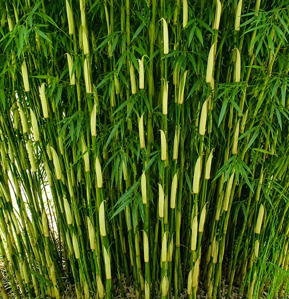 Gardenaria Fargesia Campbell - Fargesia robusta 'Campbell' - Bambù ornamentale da esterno Altezza: 100/125 cm (vaso18)