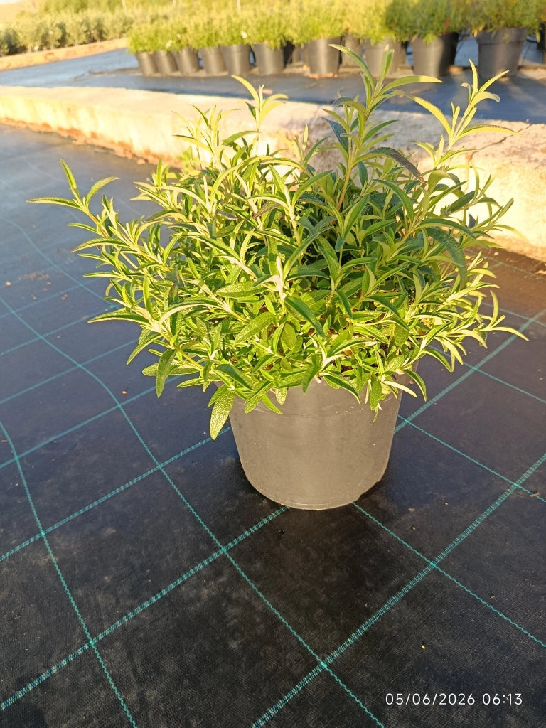 Cisto Cistus Monspeliensis Cespuglio 24 cm Pianta Mediterranea da Fiore