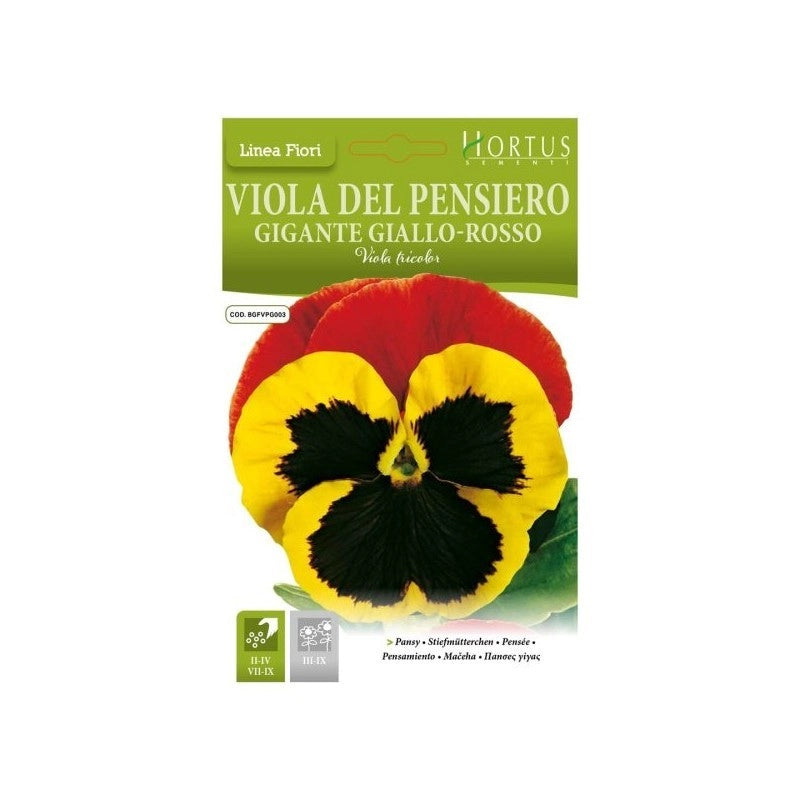 Violadel Pensiero Gigante giallo-rosso DB