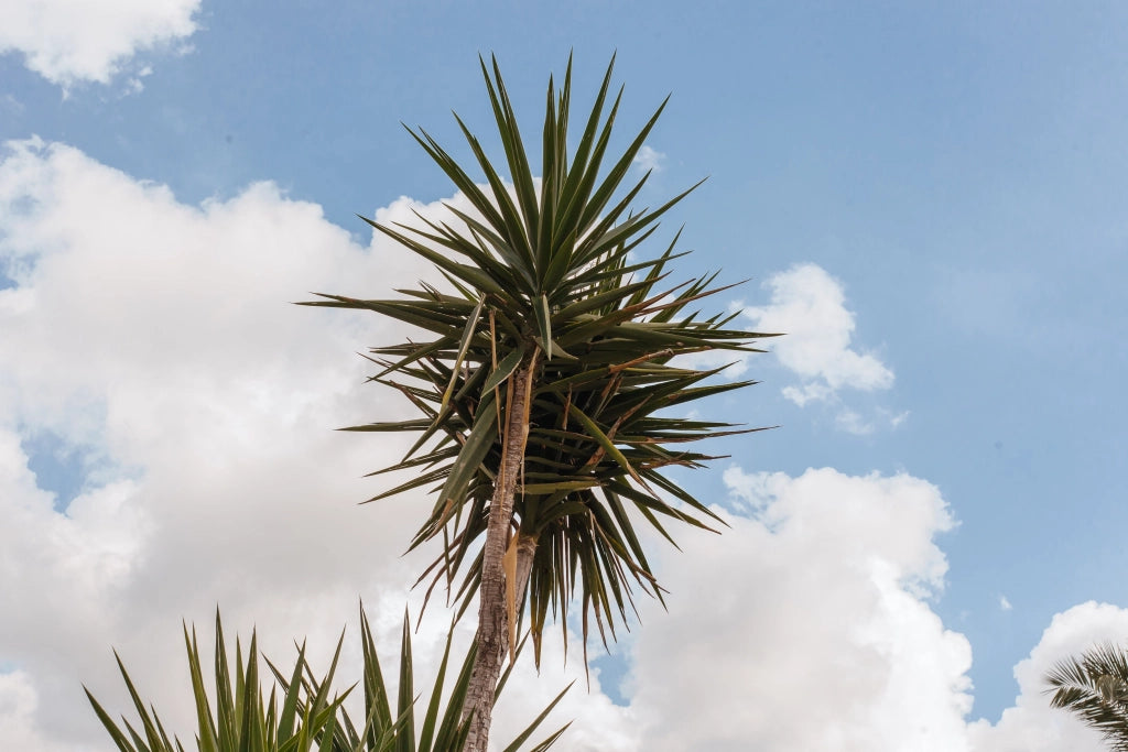 YUCCA FILAMENTOSA VASO 24