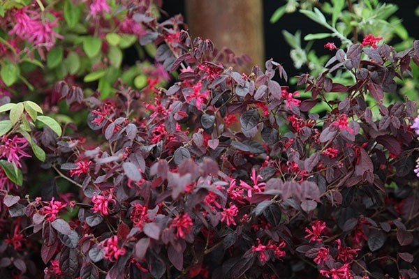 Pianta di Loropetalum Fire Dance vaso 22 foto reali