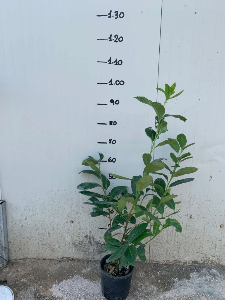 Lauro Lauroceraso (Prunus Laurocerasus) vaso 17cm H 70/80cm