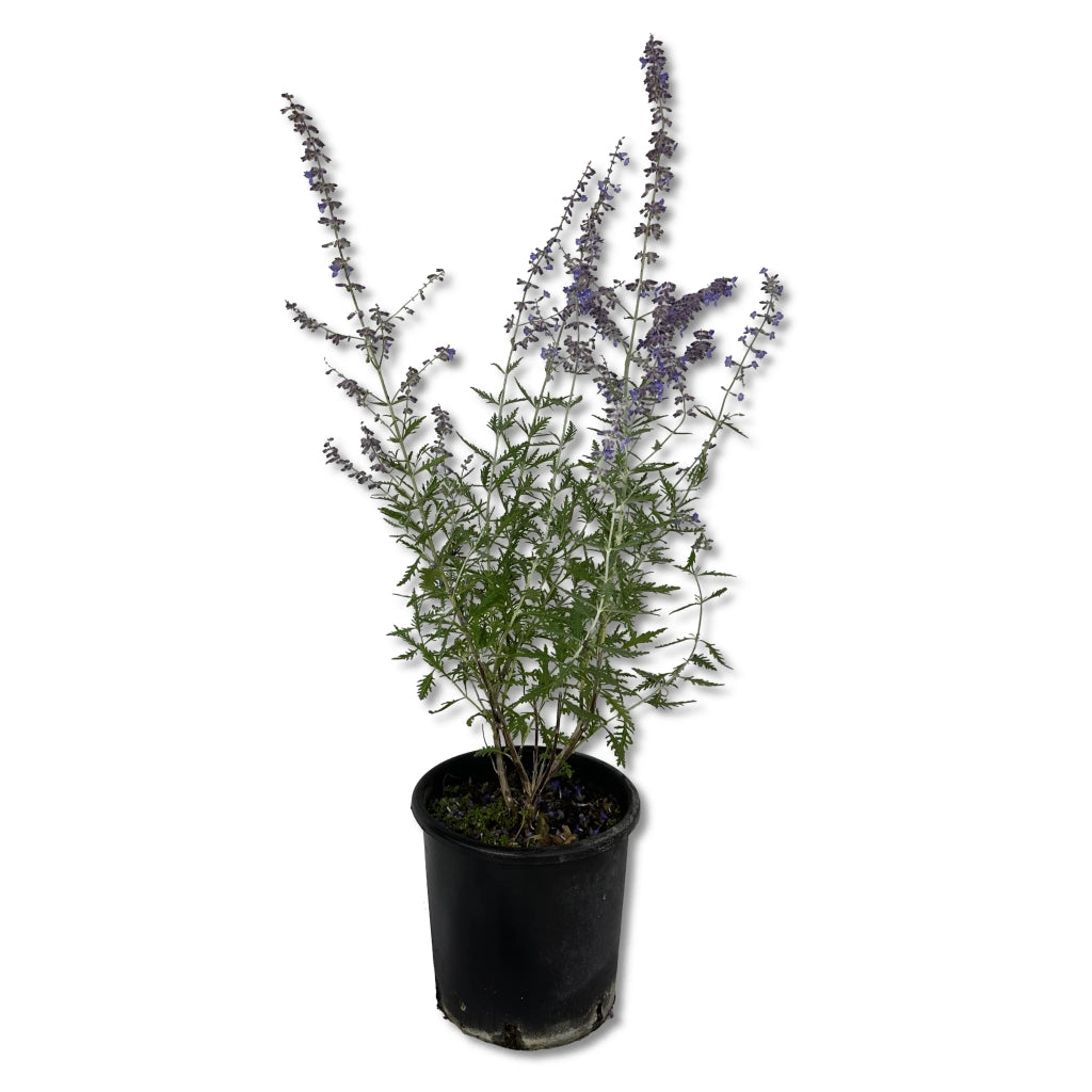 Pinta di Perovskia abrotanoides vaso 17cm