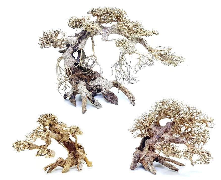 DecorLine Bonsai Wood Foto Indicativa - Bonsai naturali decorativi per acqua dolce Modello: S (cm25x15x15h)