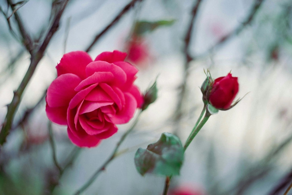 ROSA HAPPY CHAPPY VASO 24