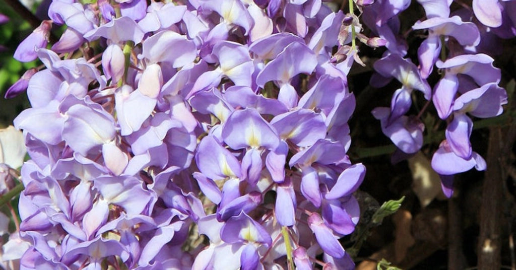 WISTERIA SINENSIS PROLIFIC (Glicine) SPALL.40 (L.75 - H.160)