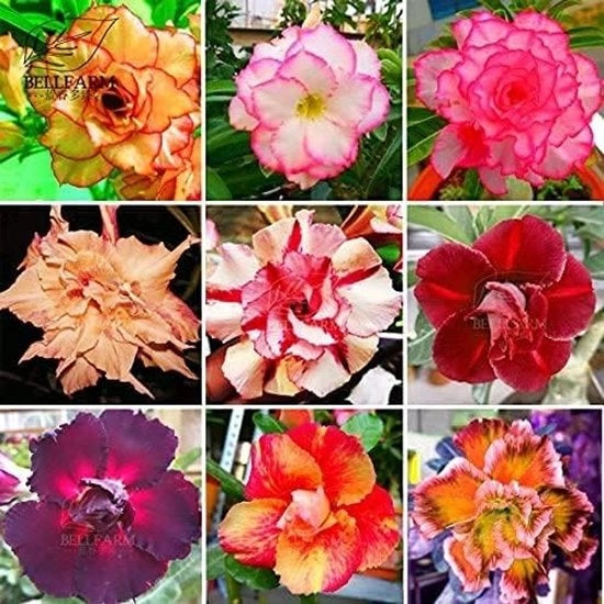 Decine di Piante Succulente di Rosa Montagna