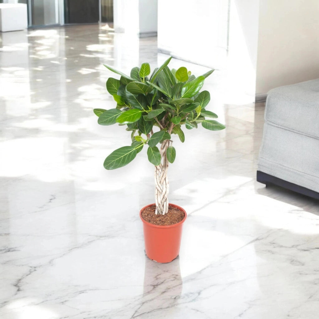 Gardenaria Ficus benghalensis - Pianta da interno ornamentale Altezza: 100 cm (vaso 27)