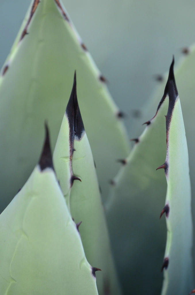 AGAVE AMERICANA MARGINATA VASO 24