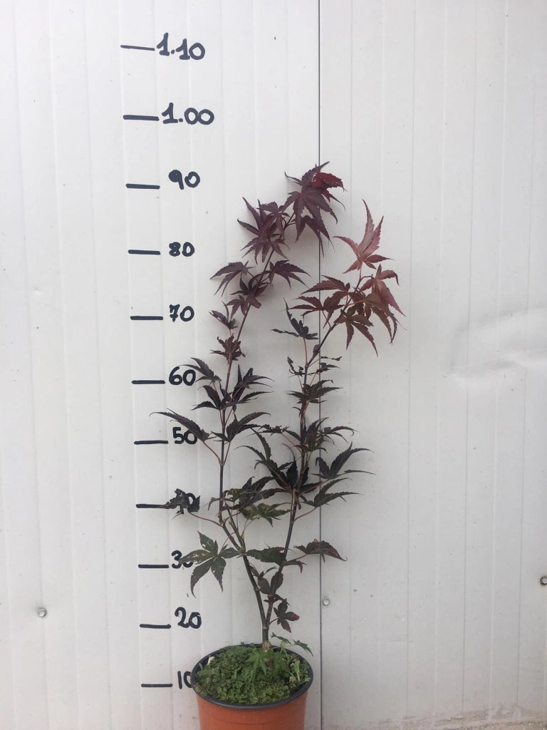 Acero palmatum bloodgood vaso 19cm
