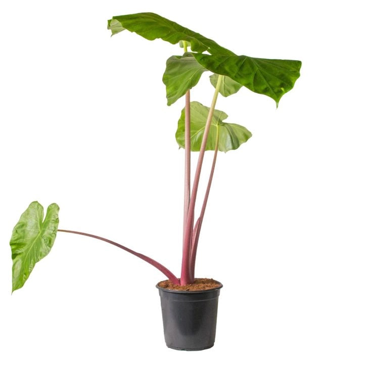 Alocasia Other Imperial Red Vaso 24 – Pianta tropicale ornamentale