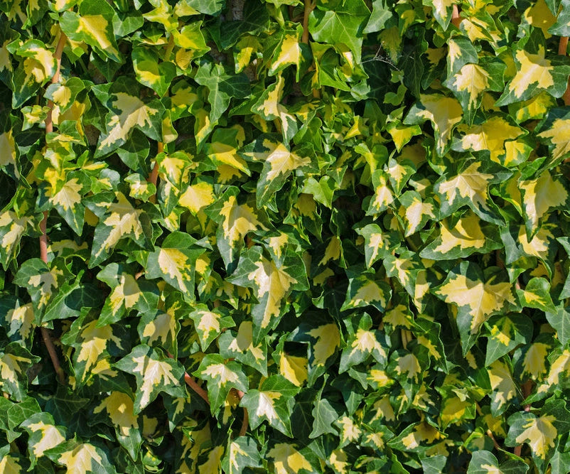 Gardenaria Edera - Hedera helix 'Goldheart' - Pianta rampicante ornamentale da esterno Altezza: 180/200 cm (vaso 24)