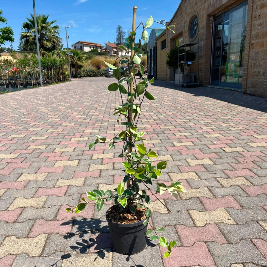 Rhincospermum Jasminoides variegato falso gelsomino h 80 in vaso 18 cm AMDGarden