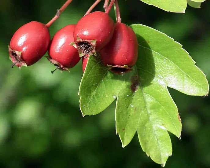 Gardenaria Crataegus monogyna - Arbusto ornamentale da giardino Altezza: 30/35 cm (vaso19)