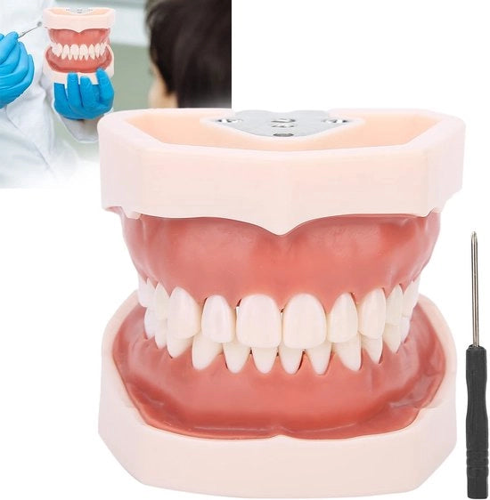 Modello di Denti Standard - Tipodonto - Dimostrativo - Educativo - Studio - Incluso Chiave a Lame