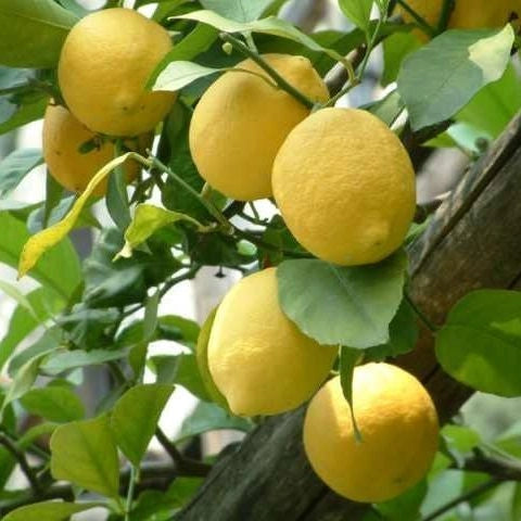 Pianta di Limone femminello zagara bianca vaso 24cm foto reali