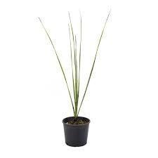Dasylirion wheeleri – Pianta ornamentale resistente