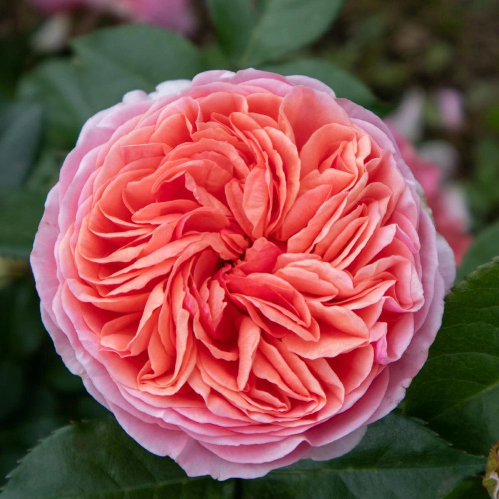 Pianta Rosa Chippendale, foto reali