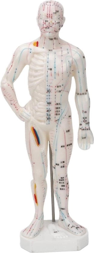 Modello Professionale per il Trattamento dei Punti del Meridiano del Corpo Umano - Per l'Istruzione della Medicina Cinese e l'Artigianato.