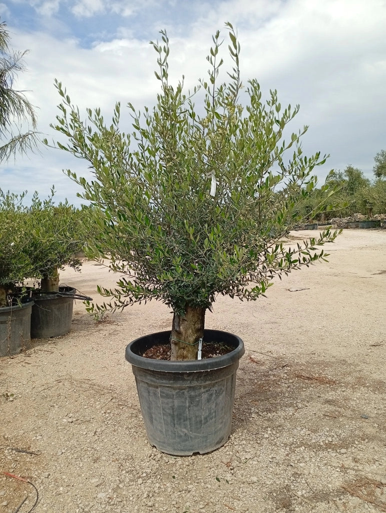 OLEA EUROPAEA ALB.60 MINI FUSTO KORONEIKI CRF.45/55