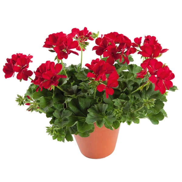 FLORTIS Concime PRONTO SOCCORSO Piante Debilitate Universale 300 Gr con Zeolite