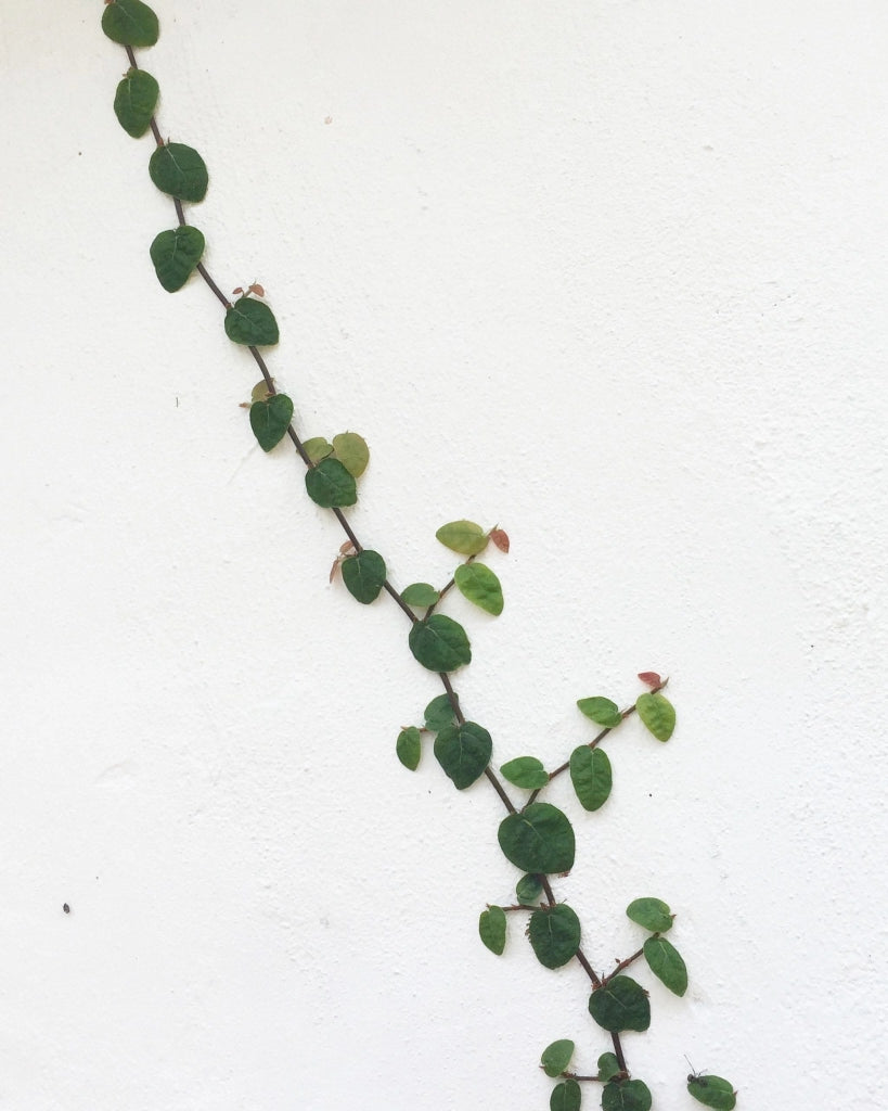 Fico Rampicante Ficus Pumila Verde Vaso Bk19 Sempreverde da Esterno