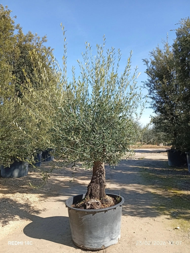 OLEA EUROPAEA ALB.110 1/2 FUSTO CRF.60/80 CORATINA Lt.375