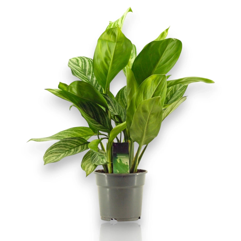 Gardenaria Aglaonema 'Stripes' - Pianta da interno ornamentale Altezza: 65 cm (vaso 17)
