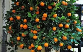 Pianta di Kumquat hindsii Fortunella selvatica di Hong-Kong in vaso foto reali