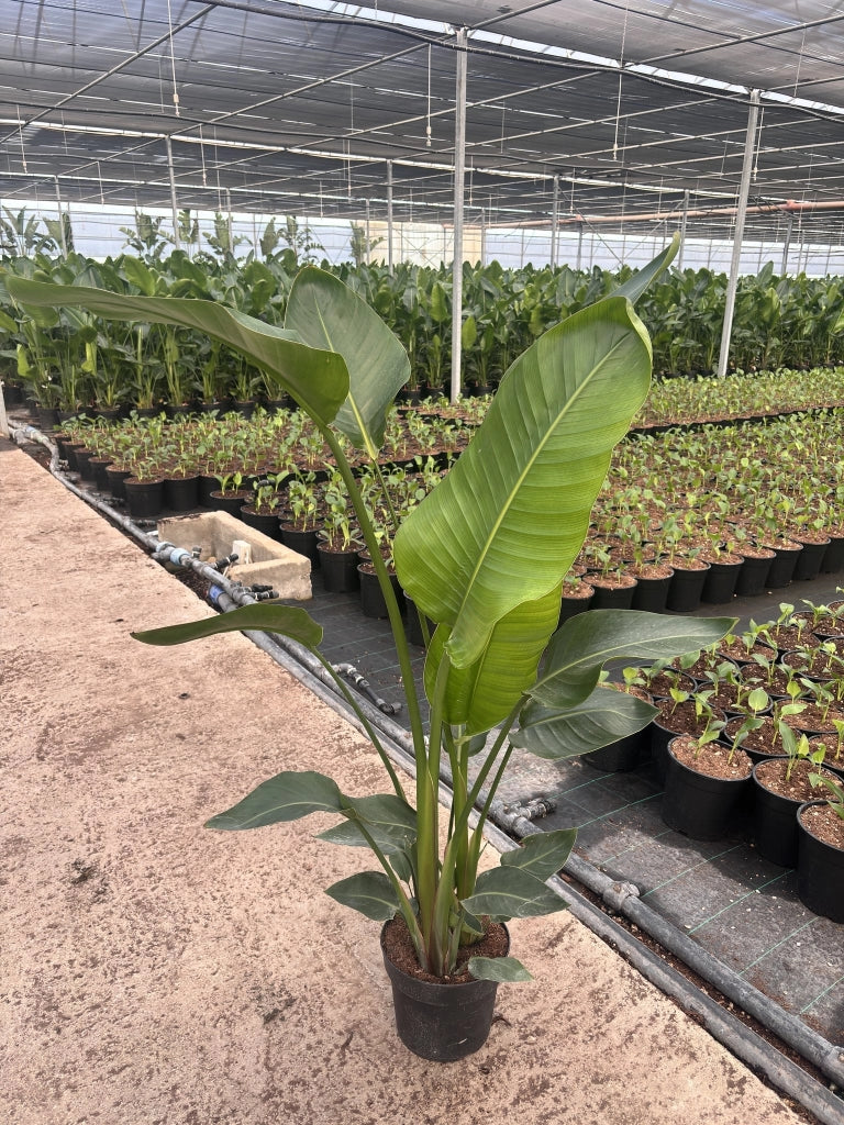 STRELITZIA NICOLAI VASO 24 (3P)