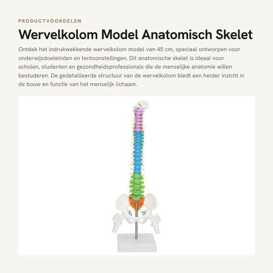 Colonna vertebrale modello 45 cm - Anatomico - Modello flessibile - Portatile - Alta qualità PVC - Struttura dettagliata