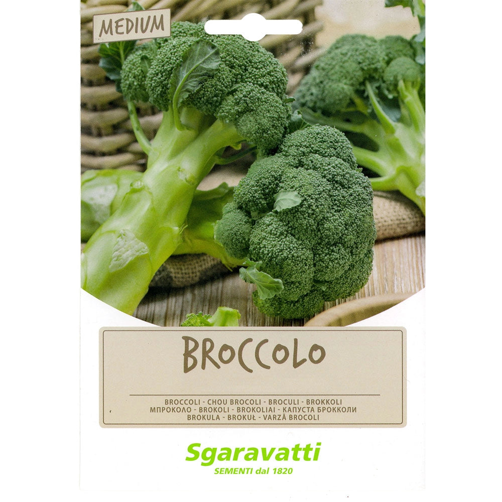 SEMI PER FAVE broccoletto novantino - gr 100  - SGARAVATTI