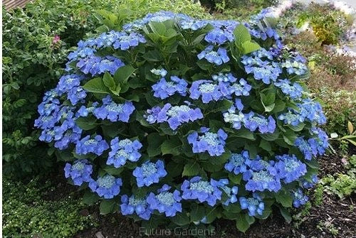 Pianta di Ortensia Paniculata Pannocchia SERRATA BLUE BIRD in vaso 18cm AMDGardn