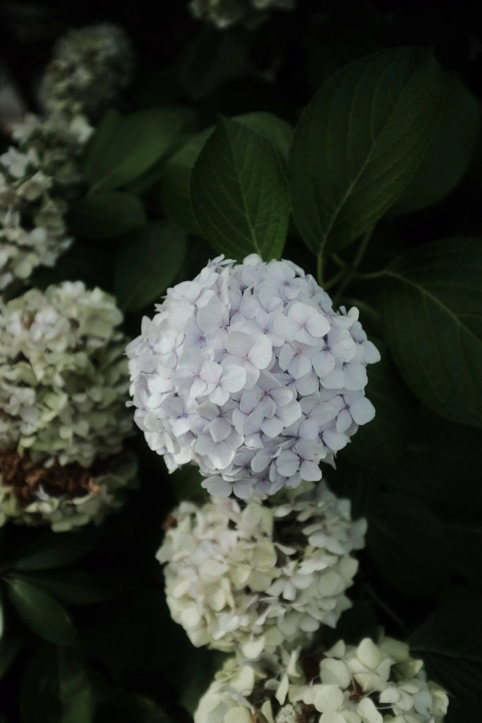 HYDRANGEA PANICULATA (Ortensia) LIMELIGHT CESP.40