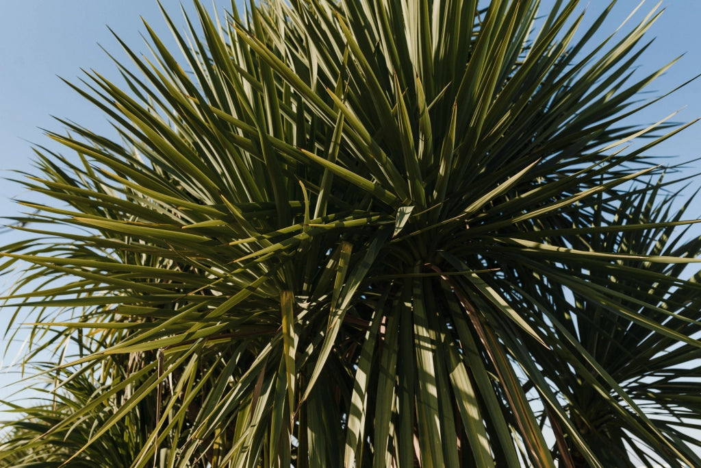 YUCCA GLORIOSA VASO 30