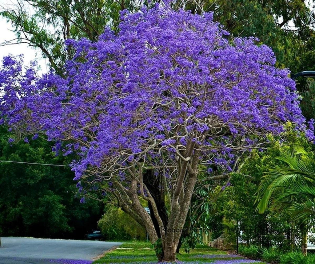 Jacaranda mimosifolia (Albero Glicine) vaso 18cm H 130CM