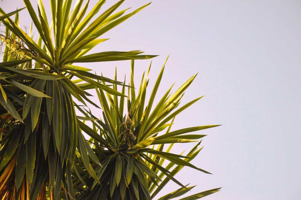 YUCCA GLORIOSA VARIEGATA VASO 24