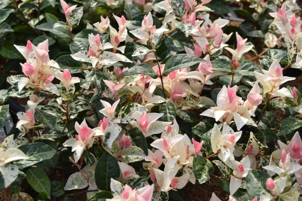 Gardenaria Falso Gelsomino - Trachelospermum asiaticum 'Tricolor' - Arbusto ornamentale da giardino Altezza: 25 cm (vaso 15)