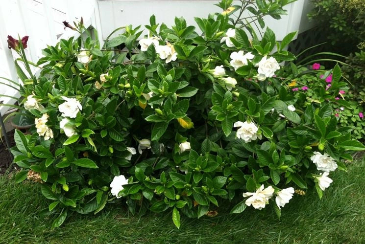 Pianta di Gardenia Jasminoides vaso 17cm