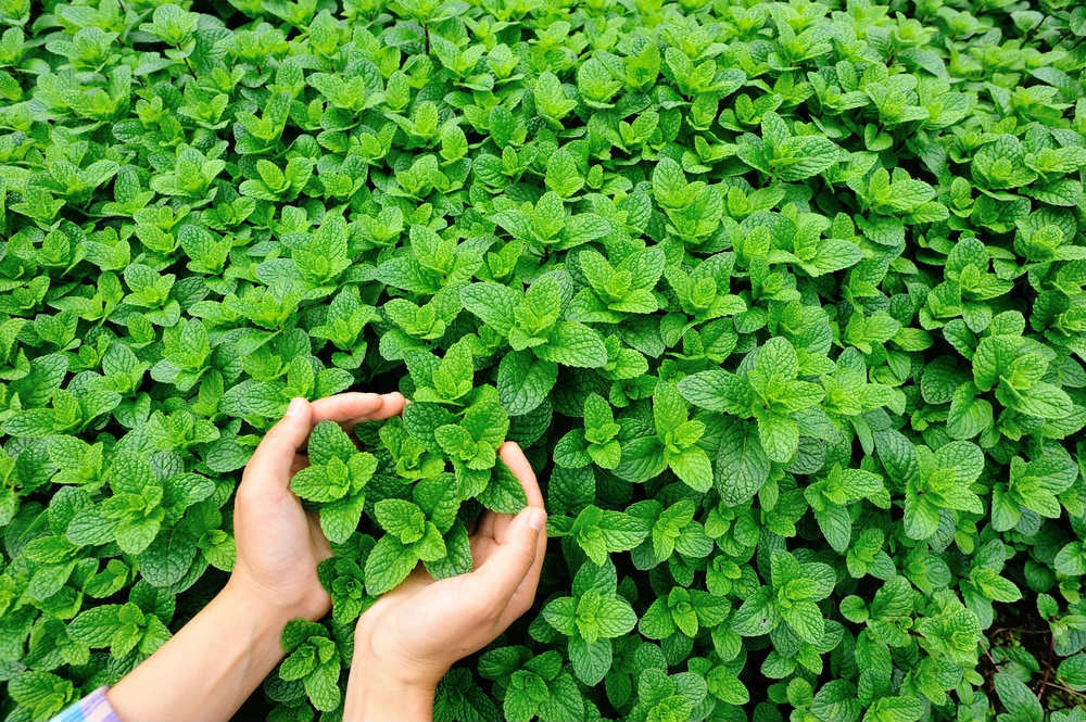 PIANTA DI MENTA VASO 14