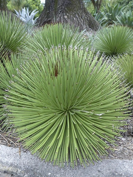 Agave Stricta Nana in Vaso 13 cm, Succulenta Ornamentale Compatta e Resistente