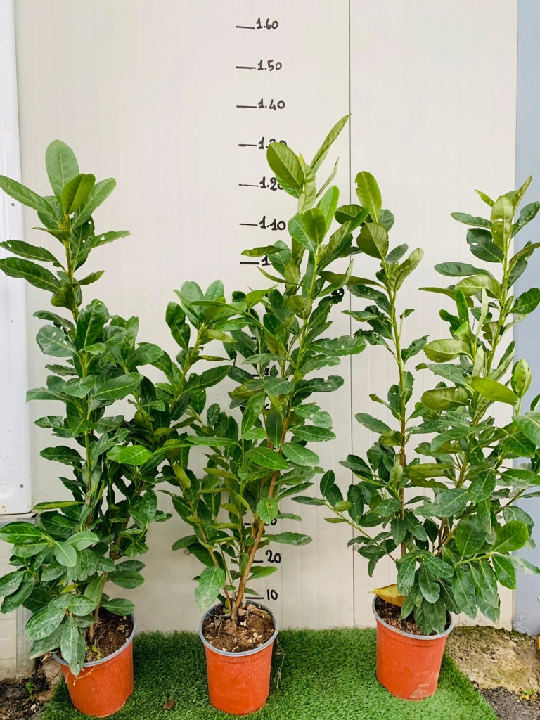 50 PIANTE DI LAURO CERASO LAUROCESASUS LAUROCERASO NOVITA H 90/100CM SIEPI ALTE